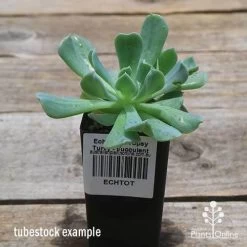 Echeveria Topsy Turvy - Succulent -Eco Garden Shop apo topsy tubestock 2