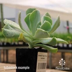 Echeveria Topsy Turvy - Succulent -Eco Garden Shop apo topsy tubestock