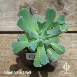 Echeveria Topsy Turvy - Succulent -Eco Garden Shop apo topsy tubestock top