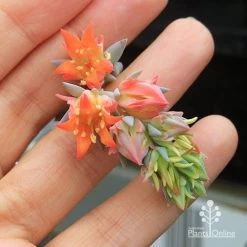 Echeveria Topsy Turvy - Succulent -Eco Garden Shop apo topsy turvy flowersize