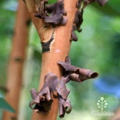 Tristaniopsis Luscious - Water Gum -Eco Garden Shop apo tristaniopsis bark peel