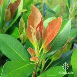 Tristaniopsis Luscious - Water Gum -Eco Garden Shop apo tristaniopsis luscious winter new leaf