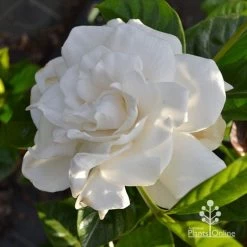 Gardenia True Love -Eco Garden Shop apo true love gardenia full open