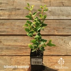 Acmena Allyn Magic -Eco Garden Shop apo tubestock allyn magic green