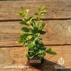 Acmena Allyn Magic -Eco Garden Shop apo tubestock allyn magic green top