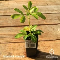 Choisya - Mexican Orange Blossom -Eco Garden Shop apo tubestock choisya2