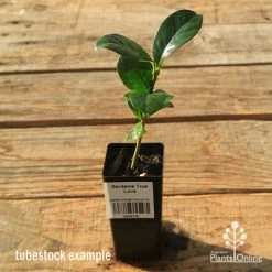 Gardenia True Love -Eco Garden Shop apo tubestock gardenia true love
