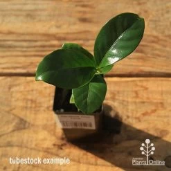Gardenia True Love -Eco Garden Shop apo tubestock gardenia true love top