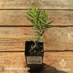 Grevillea Charlie's Angel -Eco Garden Shop apo tubestock grevillea charlies angel