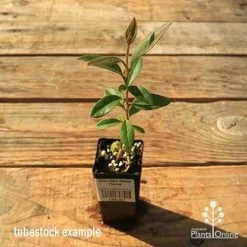 Grevillea Deua Flame -Eco Garden Shop apo tubestock grevillea deua flame