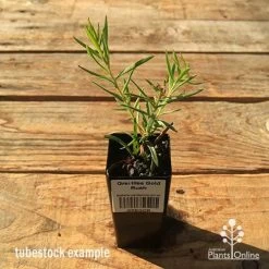 Grevillea Gold Rush 10 Grevillea Gold Rush -Eco Garden Shop apo tubestock grevillea gold rush