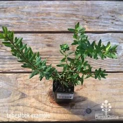 Grevillea Knockout -Eco Garden Shop apo tubestock grevillea knockout top