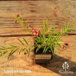 Grevillea Liliane 18 Grevillea Liliane -Eco Garden Shop apo tubestock grevillea liliane top