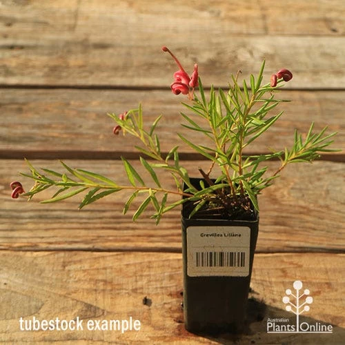 Grevillea Liliane 2 Grevillea Liliane - Image 2