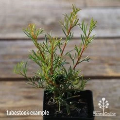 Grevillea Mini Marvel 27 Grevillea Mini Marvel -Eco Garden Shop apo tubestock grevillea mini marvel close