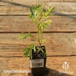 Grevillea Superb -Eco Garden Shop apo tubestock grevillea superb
