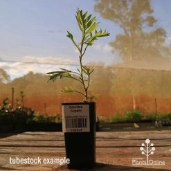 Grevillea Superb -Eco Garden Shop apo tubestock grevillea superb side