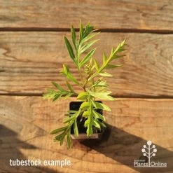 Grevillea Superb -Eco Garden Shop apo tubestock grevillea superb top