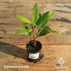 Laurus Nobilis - Bay Tree -Eco Garden Shop apo tubestock laurus bay tree