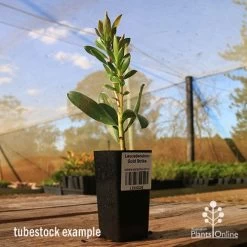 Leucadendron Gold Strike 13 Leucadendron Gold Strike -Eco Garden Shop apo tubestock leucadendron gold strike sky