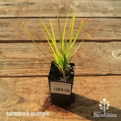 Lomandra Lime Tuff -Eco Garden Shop apo tubestock lomandra lime tuff