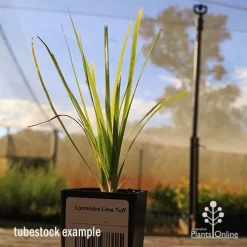 Lomandra Lime Tuff -Eco Garden Shop apo tubestock lomandra lime tuff nursery