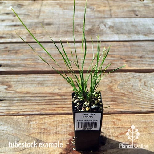 Lomandra SHARA 6 Lomandra SHARA - Image 6