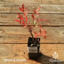 Nandina Moonbay -Eco Garden Shop apo tubestock nandina moonbay
