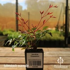 Nandina Obsession -Eco Garden Shop apo tubestock obsession
