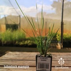 Lomandra SHARA 11 Lomandra SHARA -Eco Garden Shop apo tubestock shara sky