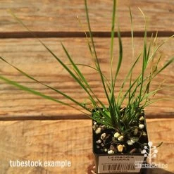 Lomandra SHARA 14 Lomandra SHARA -Eco Garden Shop apo tubestock shara top
