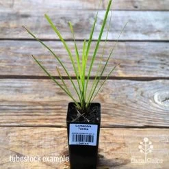 Lomandra Tanika 8 Lomandra Tanika -Eco Garden Shop apo tubestock tanika