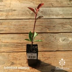 Photinia Thin Red -Eco Garden Shop apo tubestock thin red