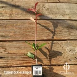 Photinia Thin Red -Eco Garden Shop apo tubestock thin red tall