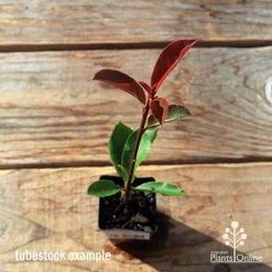 Photinia Thin Red -Eco Garden Shop apo tubestock thin red top