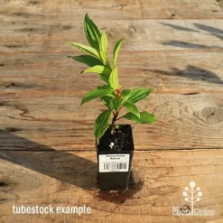 Tibouchina Allure -Eco Garden Shop apo tubestock tibouchina allure