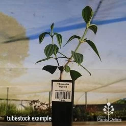 Tibouchina Illusion -Eco Garden Shop apo tubestock tibuchina illusion