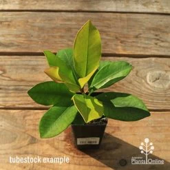 Tristaniopsis Luscious - Water Gum -Eco Garden Shop apo tubestock tristaniopsis top