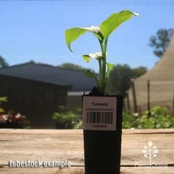 Turmeric -Eco Garden Shop apo turmeric curcuma longa tubestock plant