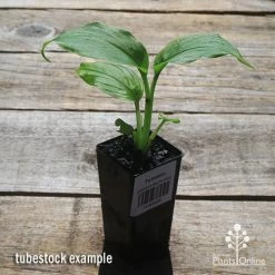 Turmeric -Eco Garden Shop apo turmeric tubestock plant