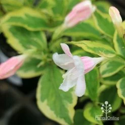 Weigela Variegated 19 Weigela Variegated -Eco Garden Shop apo variegated weigela buds