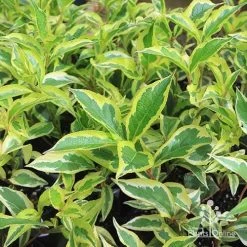 Weigela Variegated 23 Weigela Variegated -Eco Garden Shop apo variegated weigela foliage