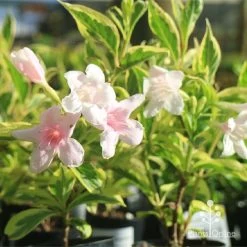 Weigela Variegated 22 Weigela Variegated -Eco Garden Shop apo variegated weigela tubestock flower