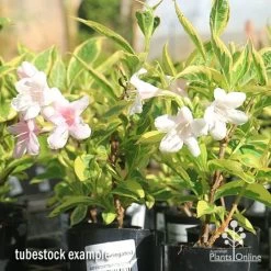 Weigela Variegated 26 Weigela Variegated -Eco Garden Shop apo variegated weigela tubestock flowering