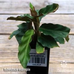 Calathea Rufibarba - Velvet Calathea -Eco Garden Shop apo velvet calathea tubestock top