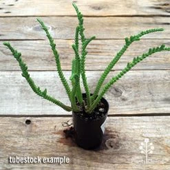 Crassula - Watchchain, Rat Tail Succulent -Eco Garden Shop apo watch chain crassula tubestock