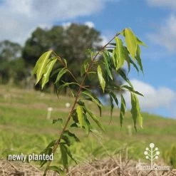 Waterhousea Sweeper - Weeping Lilly Pilly 15 Waterhousea Sweeper - Weeping Lilly Pilly -Eco Garden Shop apo waterhousea sweeper 1