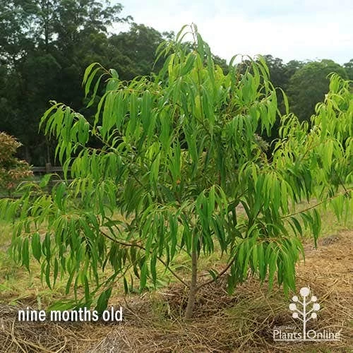 Waterhousea Sweeper - Weeping Lilly Pilly 8 Waterhousea Sweeper - Weeping Lilly Pilly - Image 8