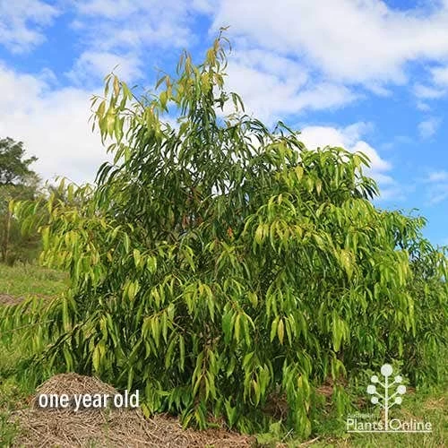 Waterhousea Sweeper - Weeping Lilly Pilly 9 Waterhousea Sweeper - Weeping Lilly Pilly - Image 9