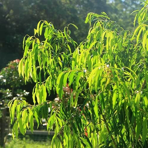 Waterhousea Sweeper - Weeping Lilly Pilly 1 Waterhousea Sweeper - Weeping Lilly Pilly